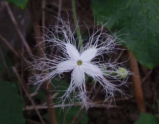 この花なぁに？ウォーキング１２９日目