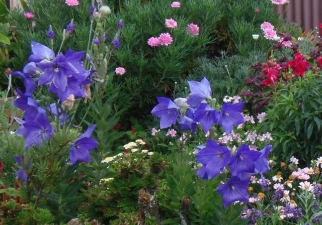 この花なぁに？ウォーキング１２９日目