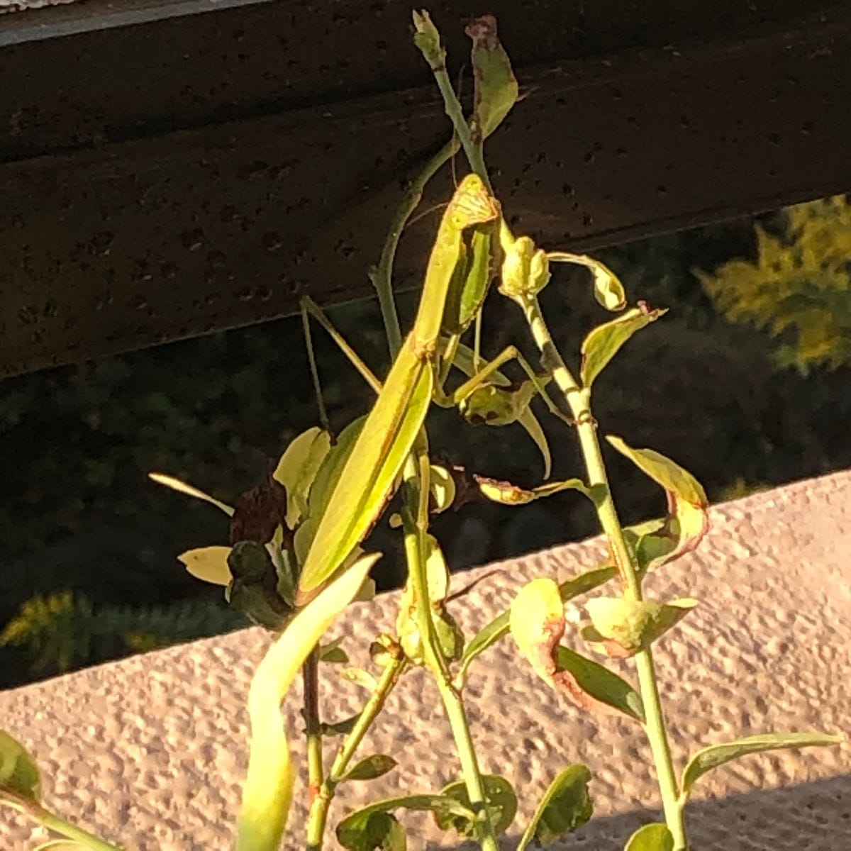 朝からテンション高めで連続投稿(カマキリの画像ありです)