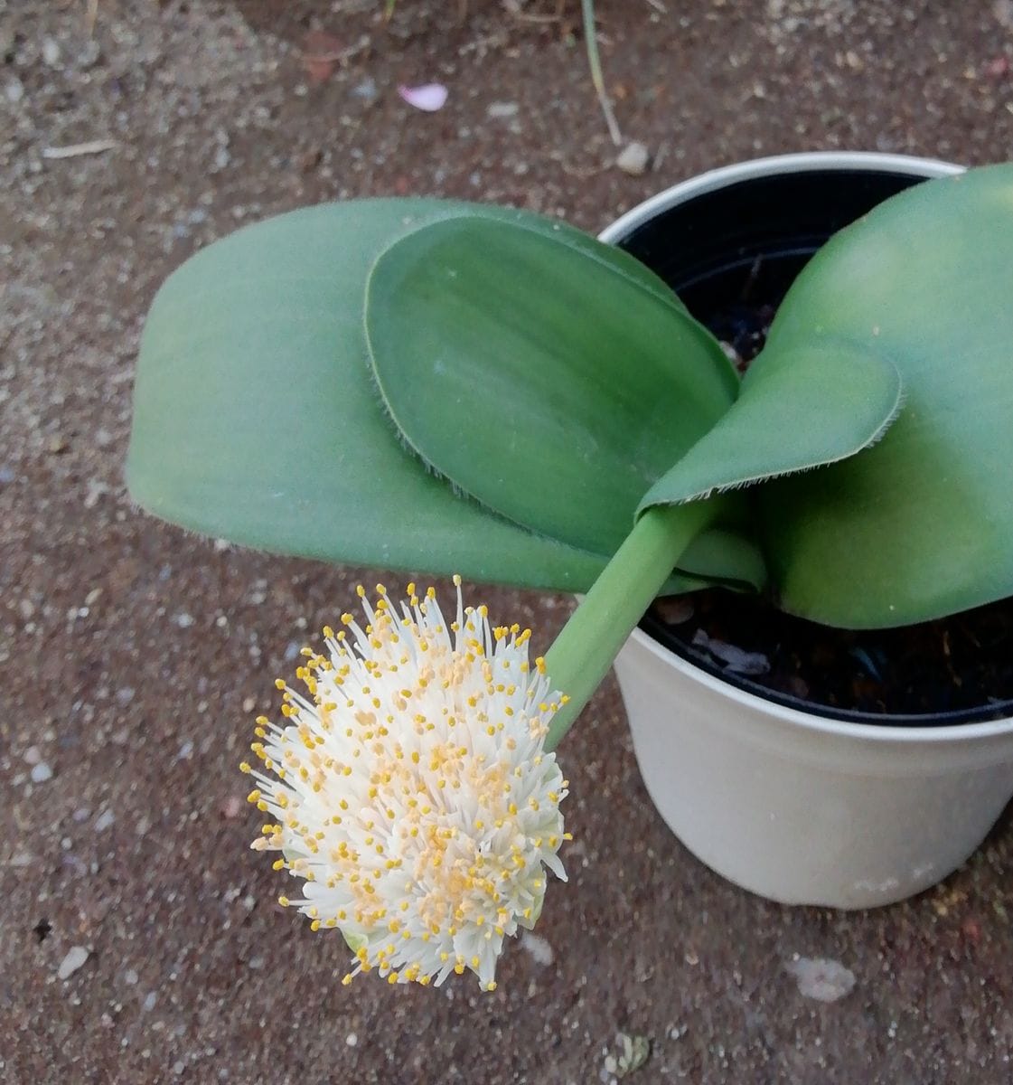 今日の花