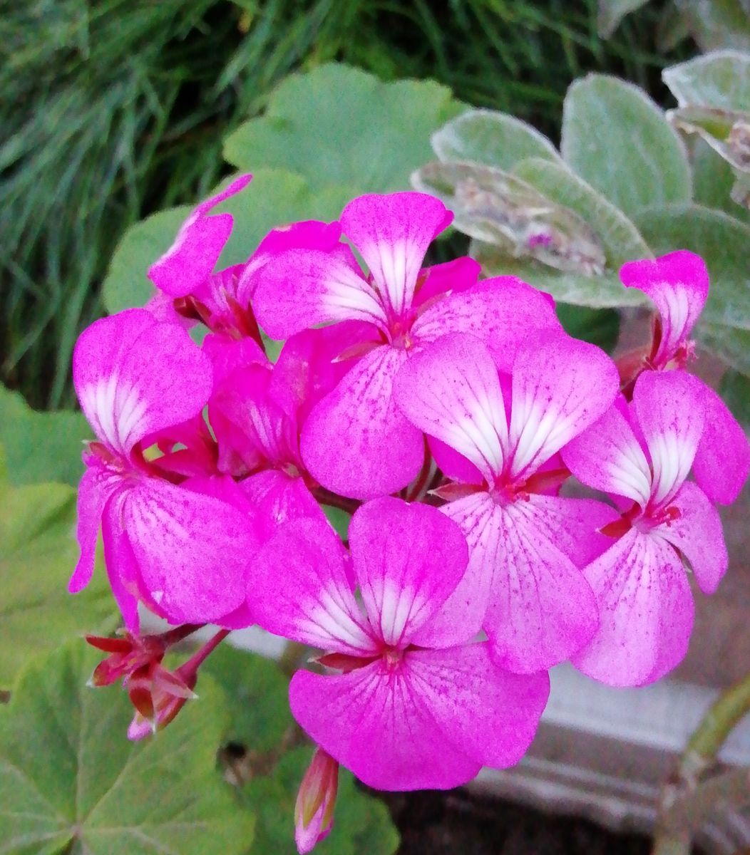 今日の花