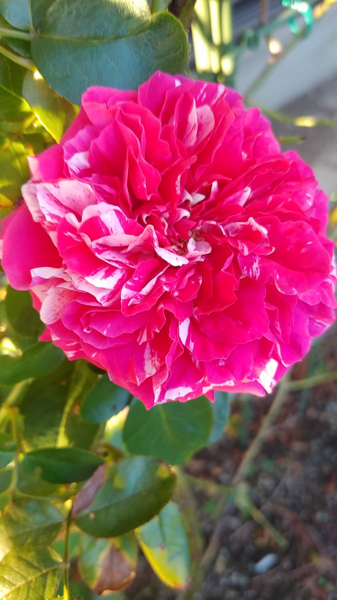 薔薇の花🌹