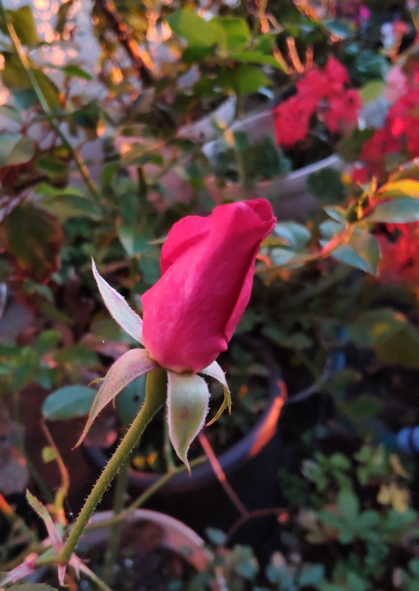 日の出の陽射しに染まる薔薇🌹