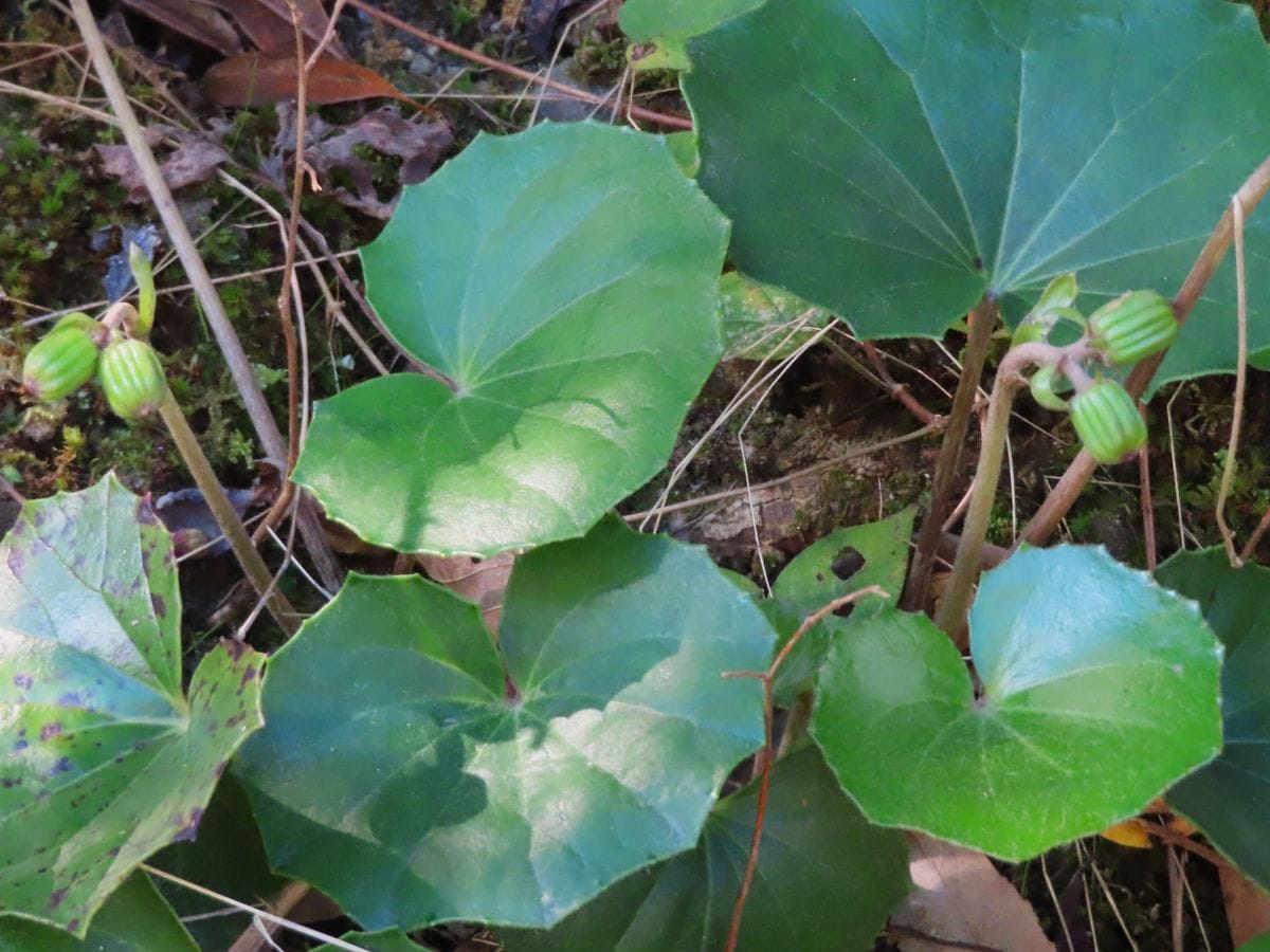 ツワブキの開花