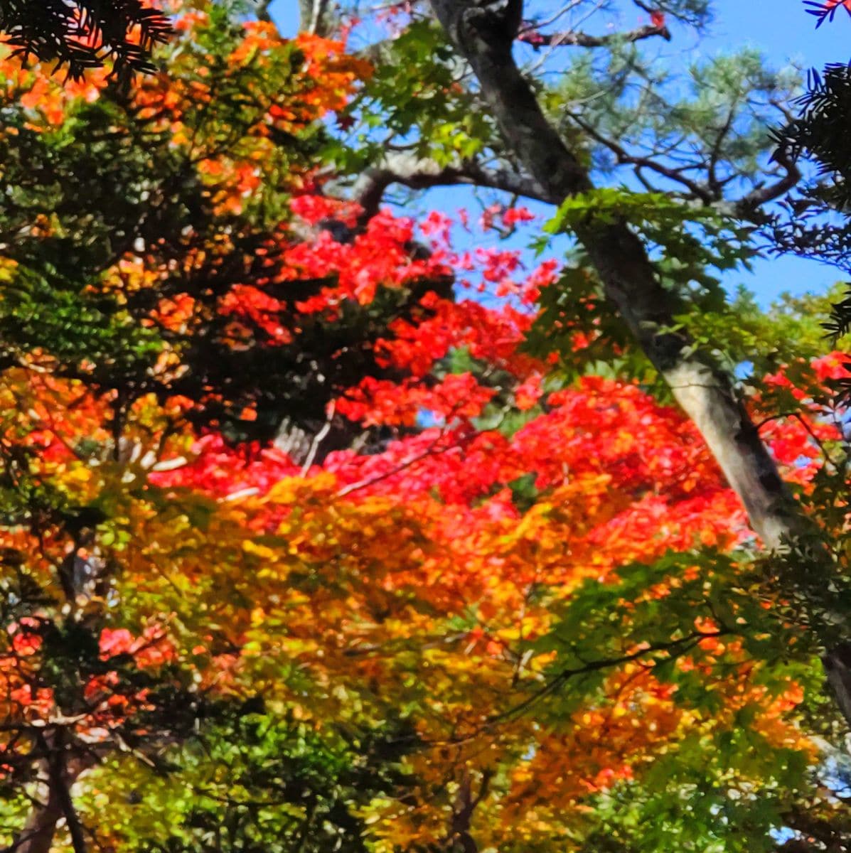 函館公園の紅葉🍁