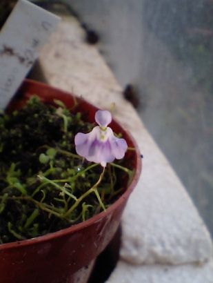 今日は食虫植物の集会に