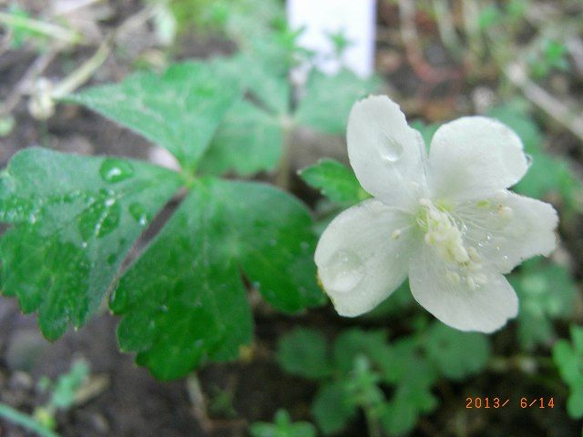 野草の花４４