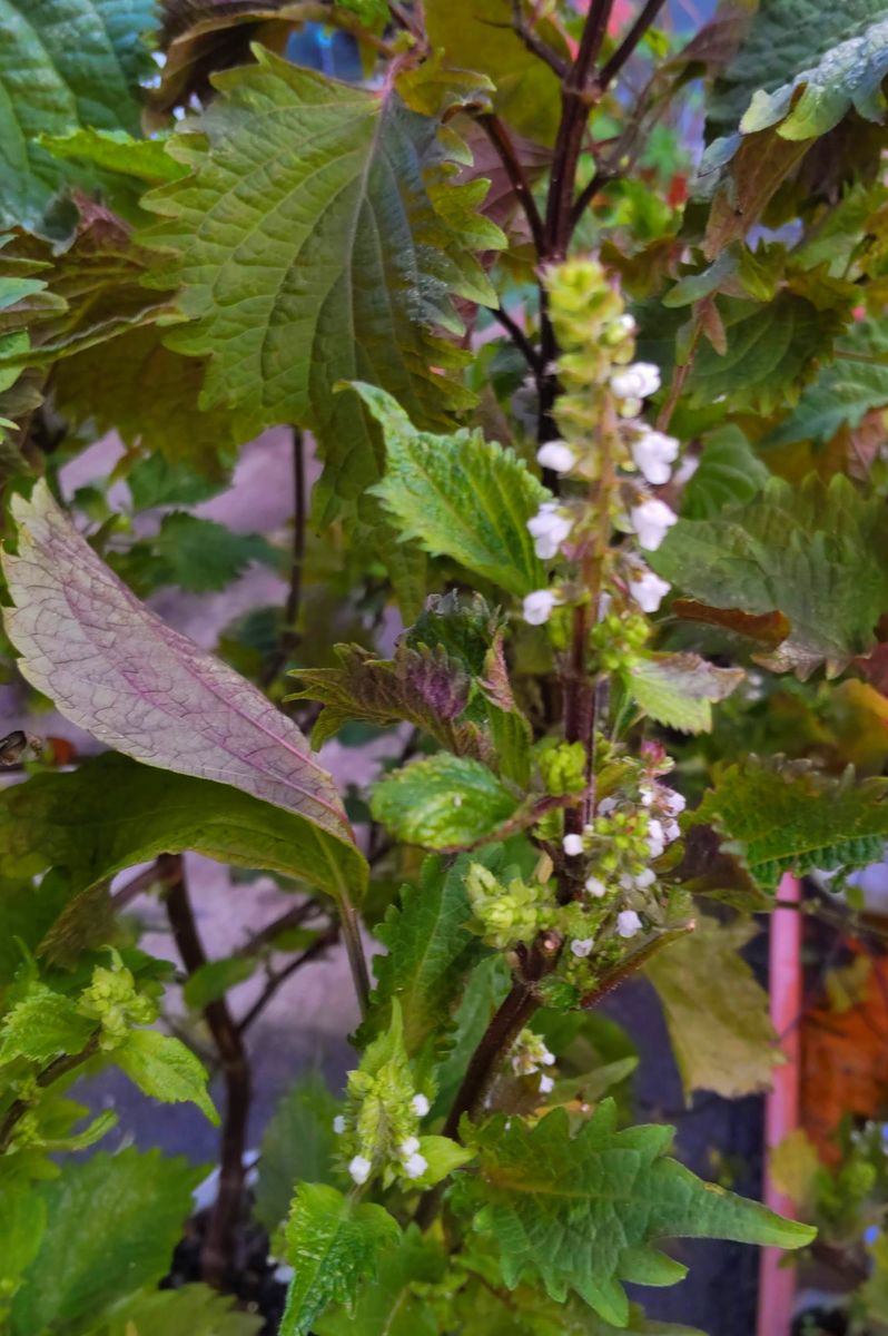 花芽の付いた紫蘇