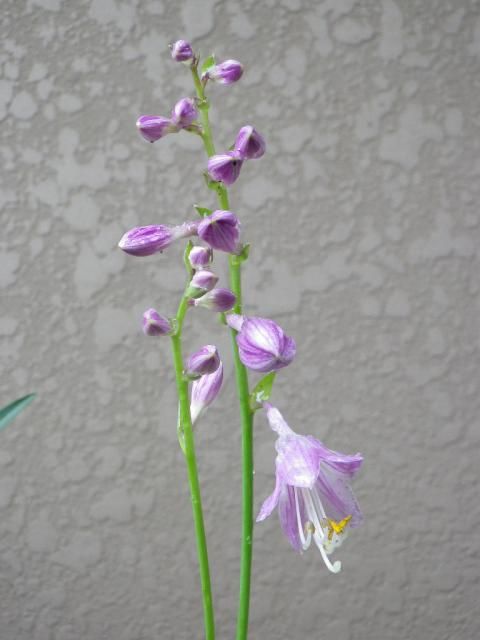 涼しげな花