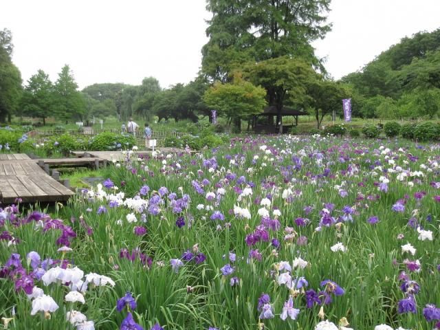 上尾　丸山公園