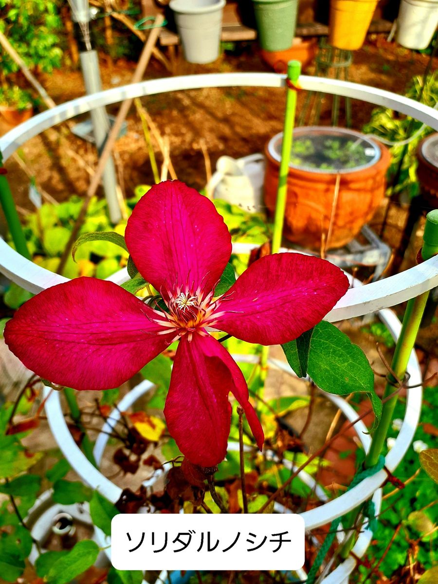 名残の花が咲いています。