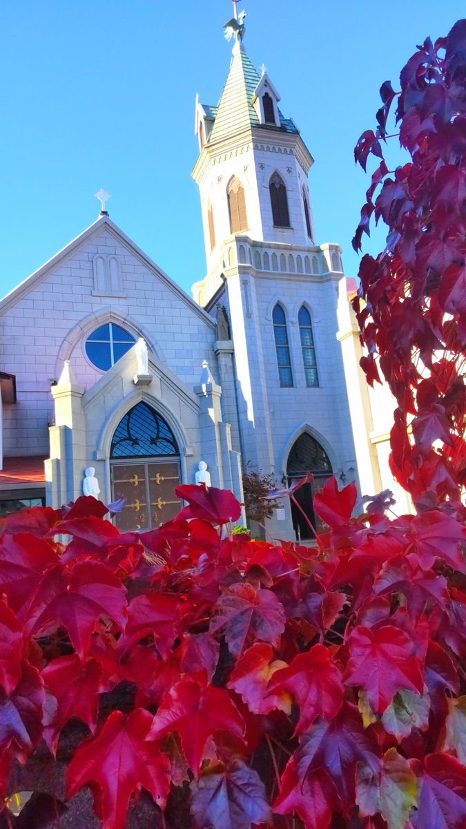 美しい蔦とカトリック元町教会
