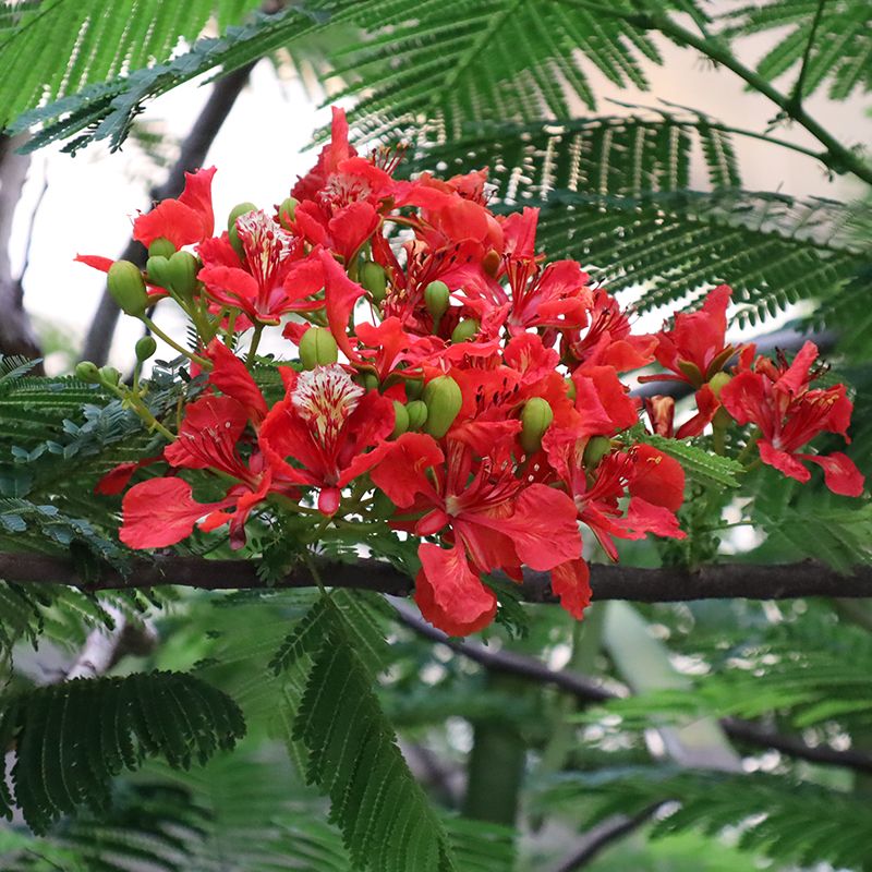 沖縄の熱帯花木