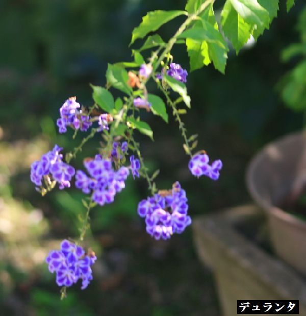 今日の庭から～晩秋