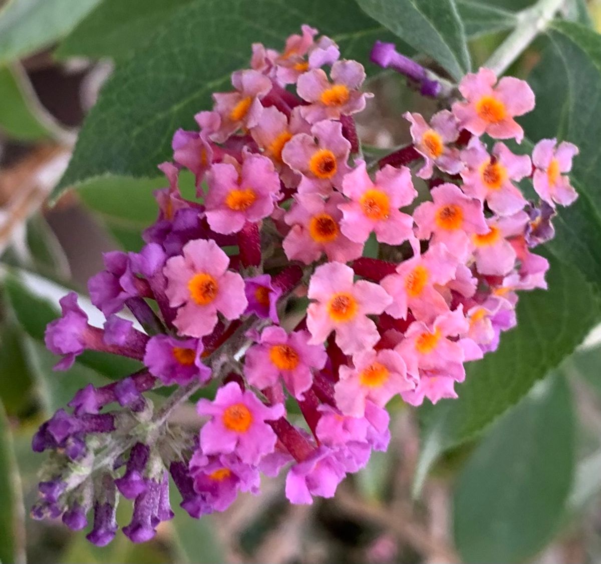 今日の花