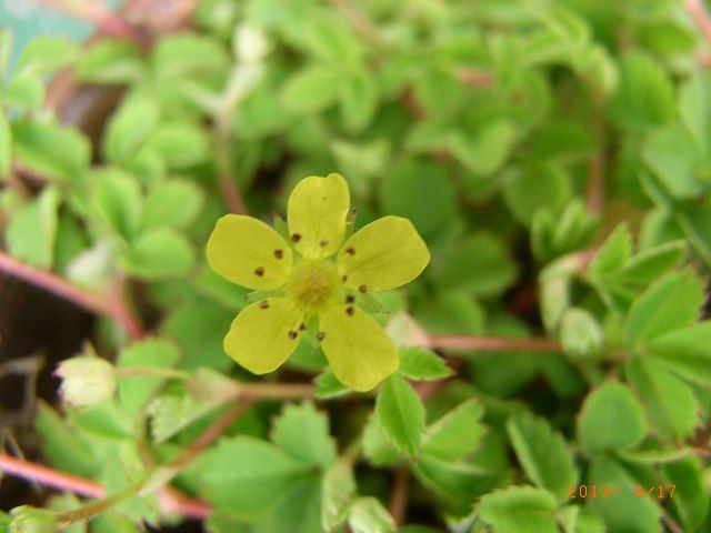 野草の花４５