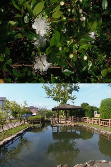 この花なあに？ウォーキング１３２日目