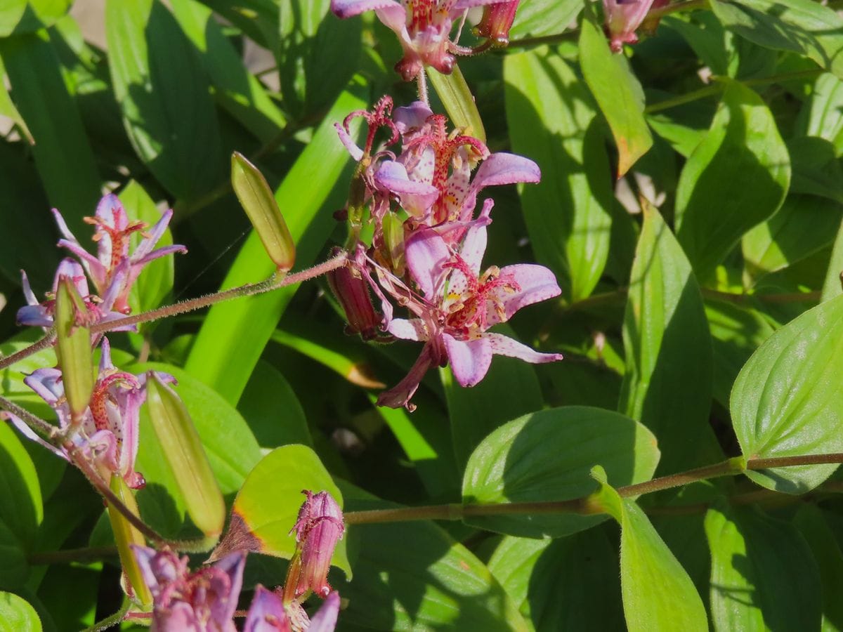 タイワンホトトギスの花