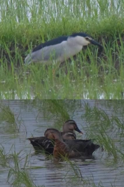 教えてこの花と野鳥なあに？ウォーキング１３３日目