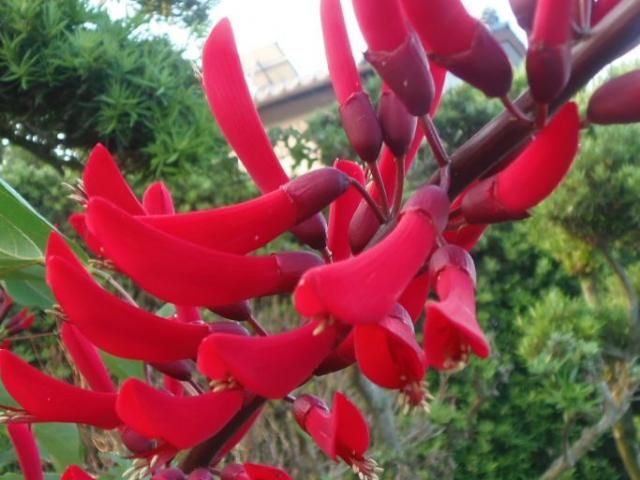 教えてこの花と野鳥なあに？ウォーキング１３３日目