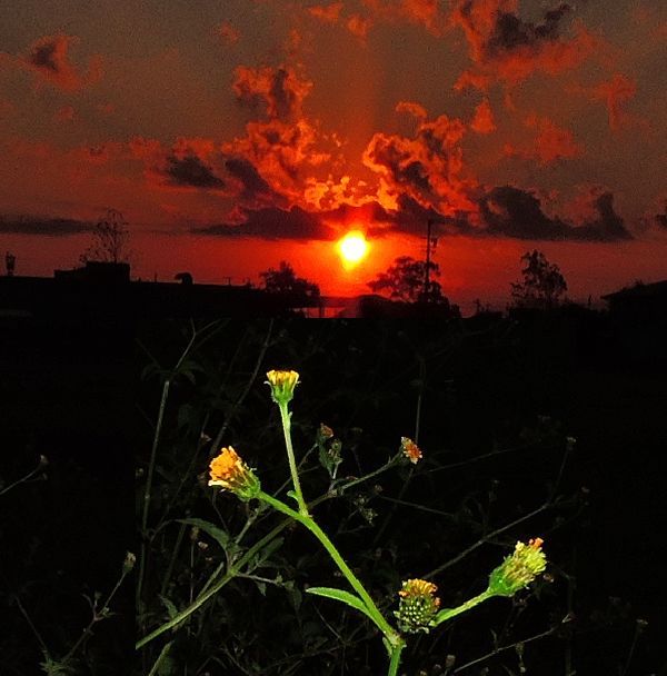 散歩道の花～