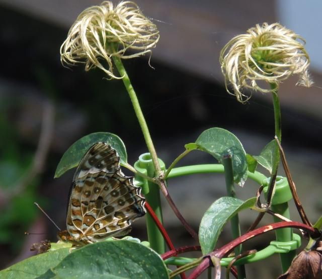 アイロン押し花と蝶