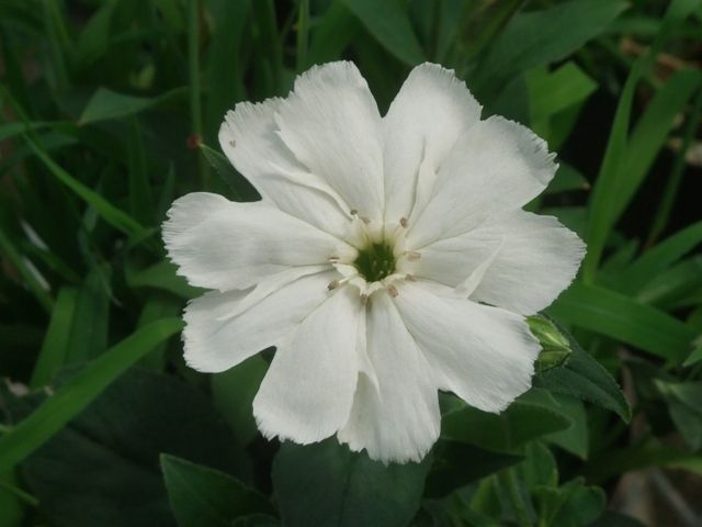 白花松本センノウとカカヤンバラ