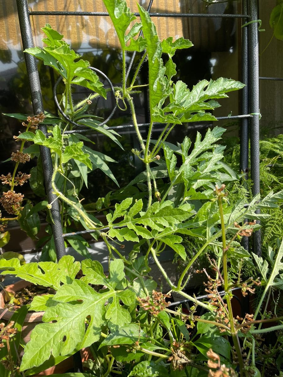 バジルは一年草？多年草？