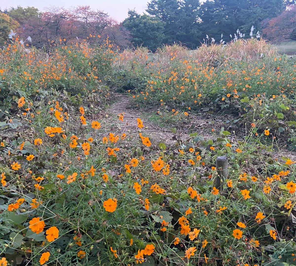 光が丘公園で