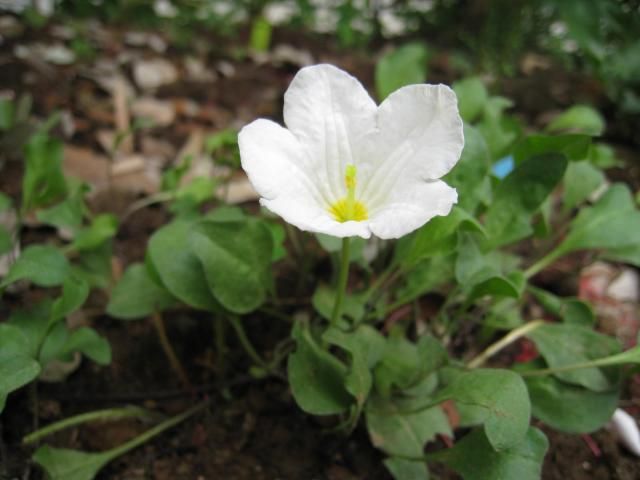 ゴーヤ　初雌花