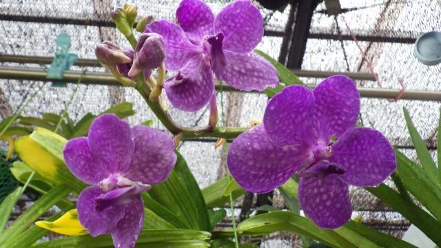 Vanda