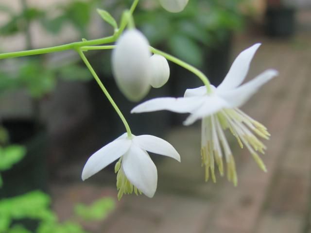 爽やかな白い花