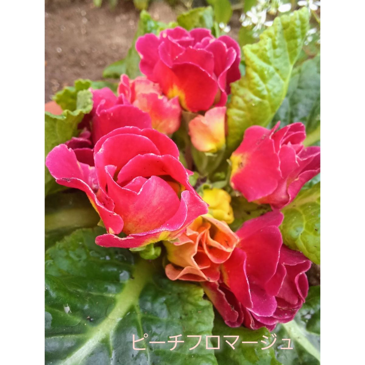 　🌹　バラ咲きｼﾞｭﾘｱﾝ　🌹