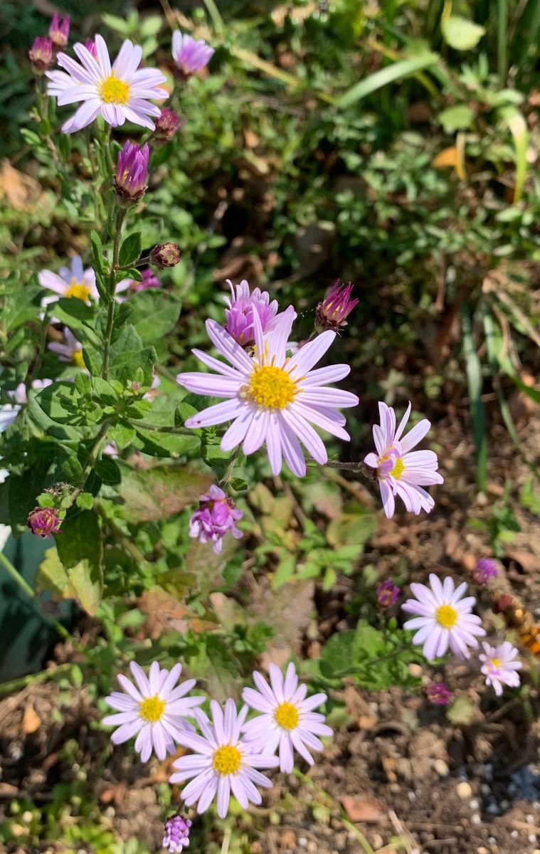 今日の花　３