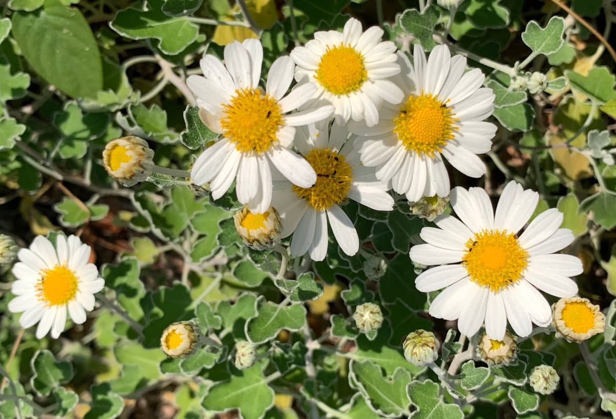 今日の花　３