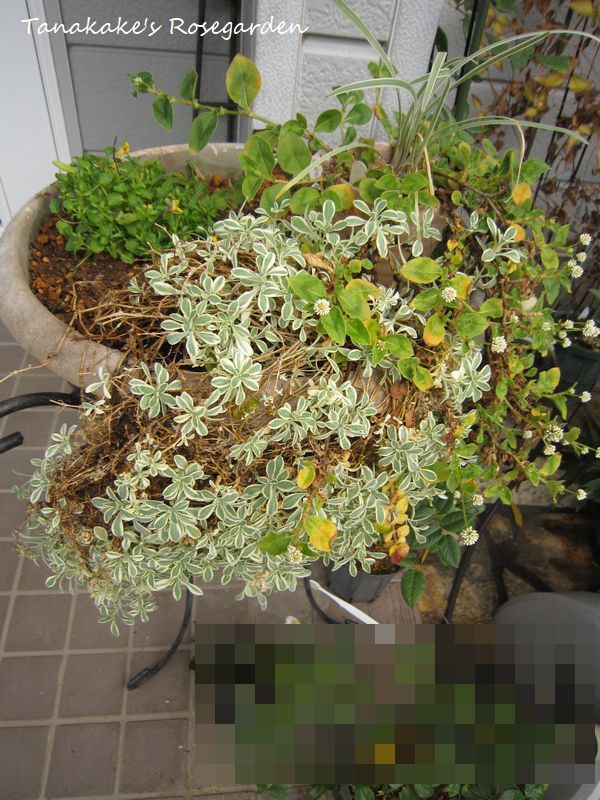 植えっぱなし寄せ植えに手を入れて。