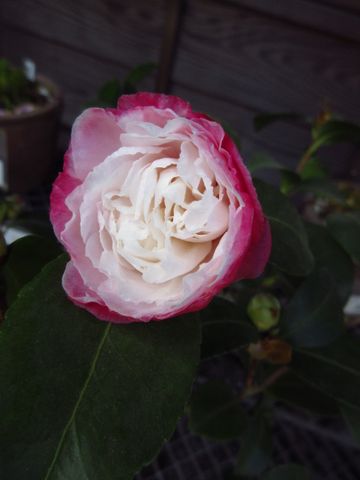 一足早く、山茶花も。