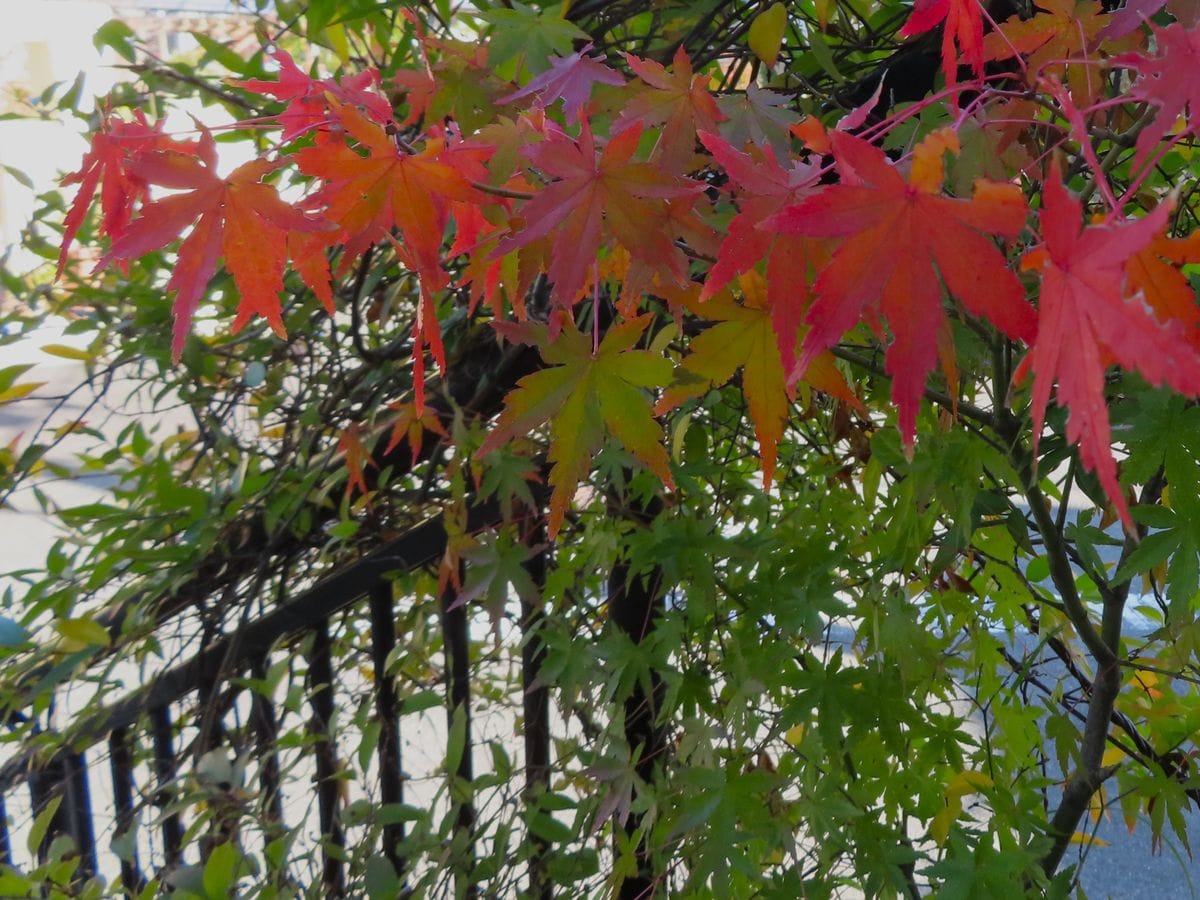 わが家の紅葉だより