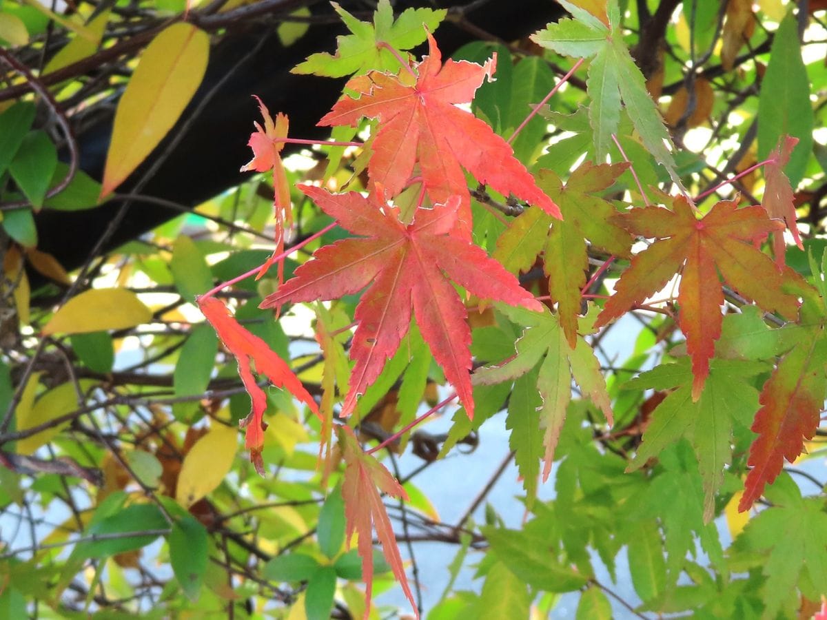 わが家の紅葉だより