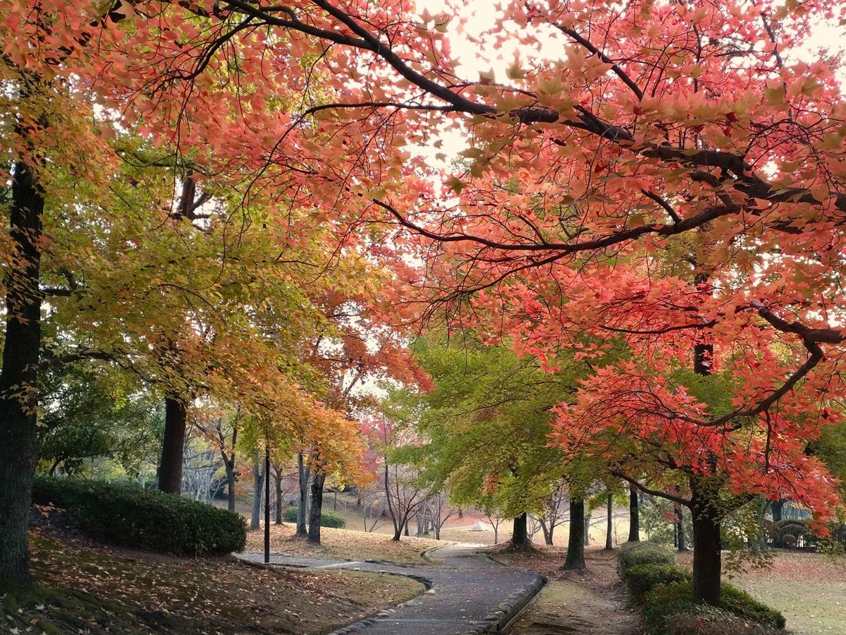 わが家の紅葉だより