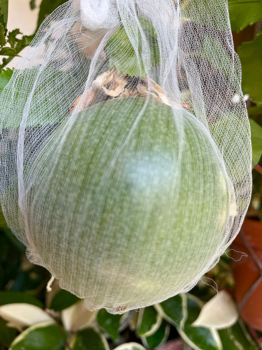 私と植物の付き合い方。