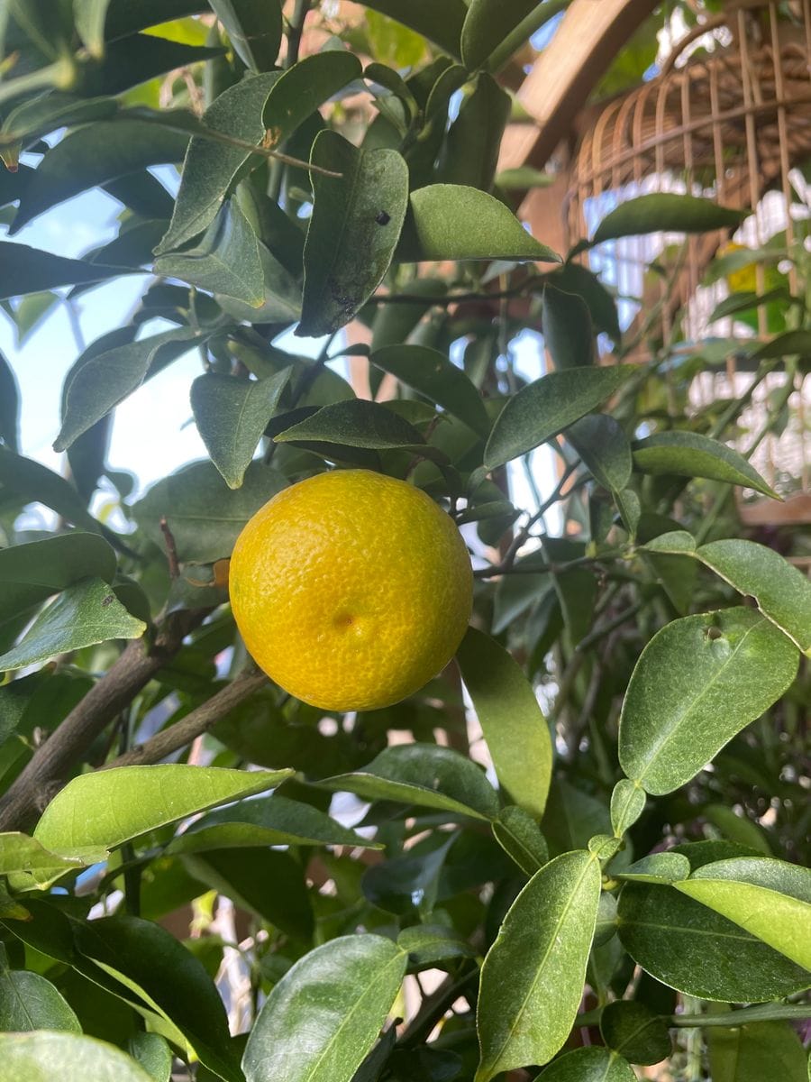 私と植物の付き合い方。