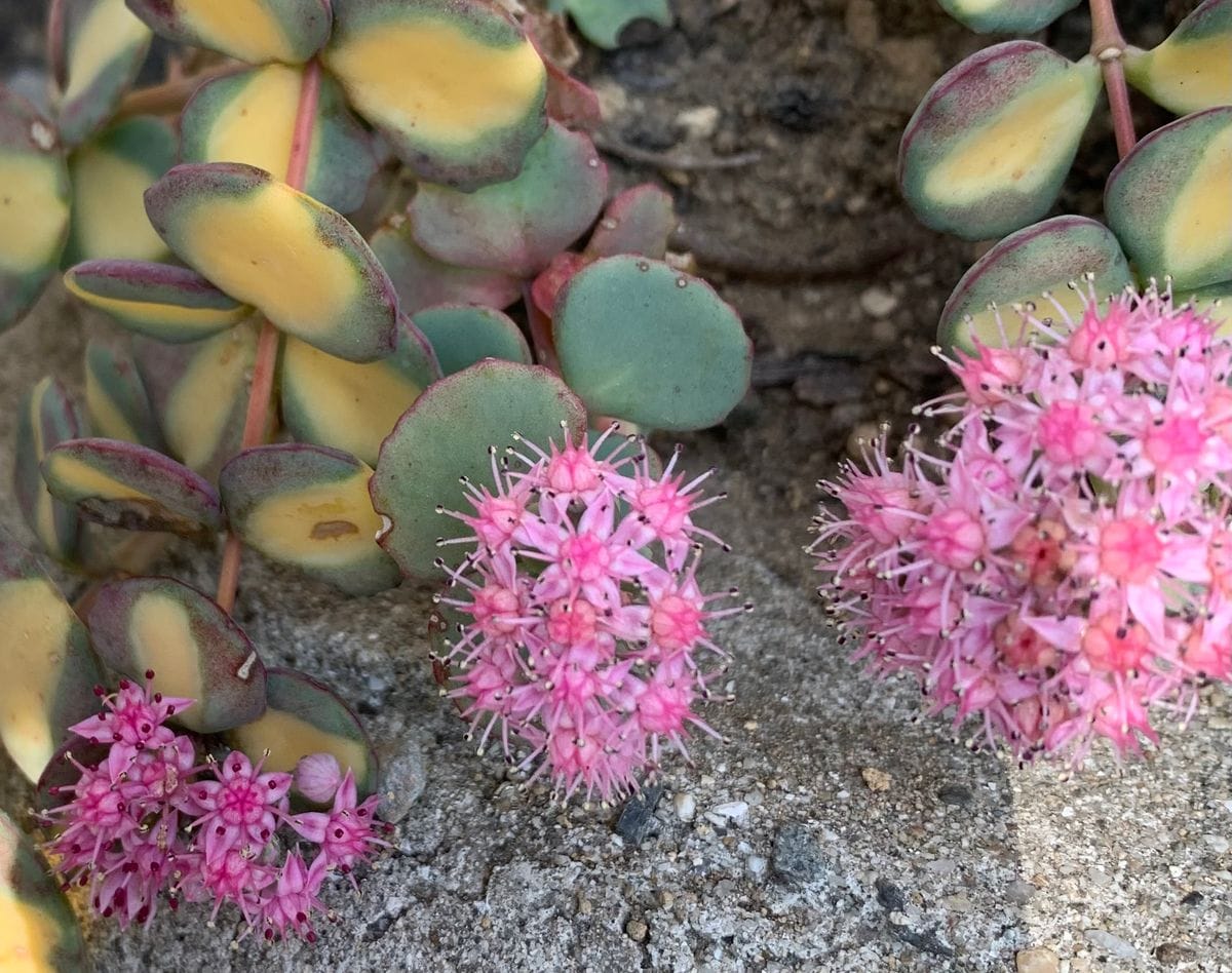 今日の花