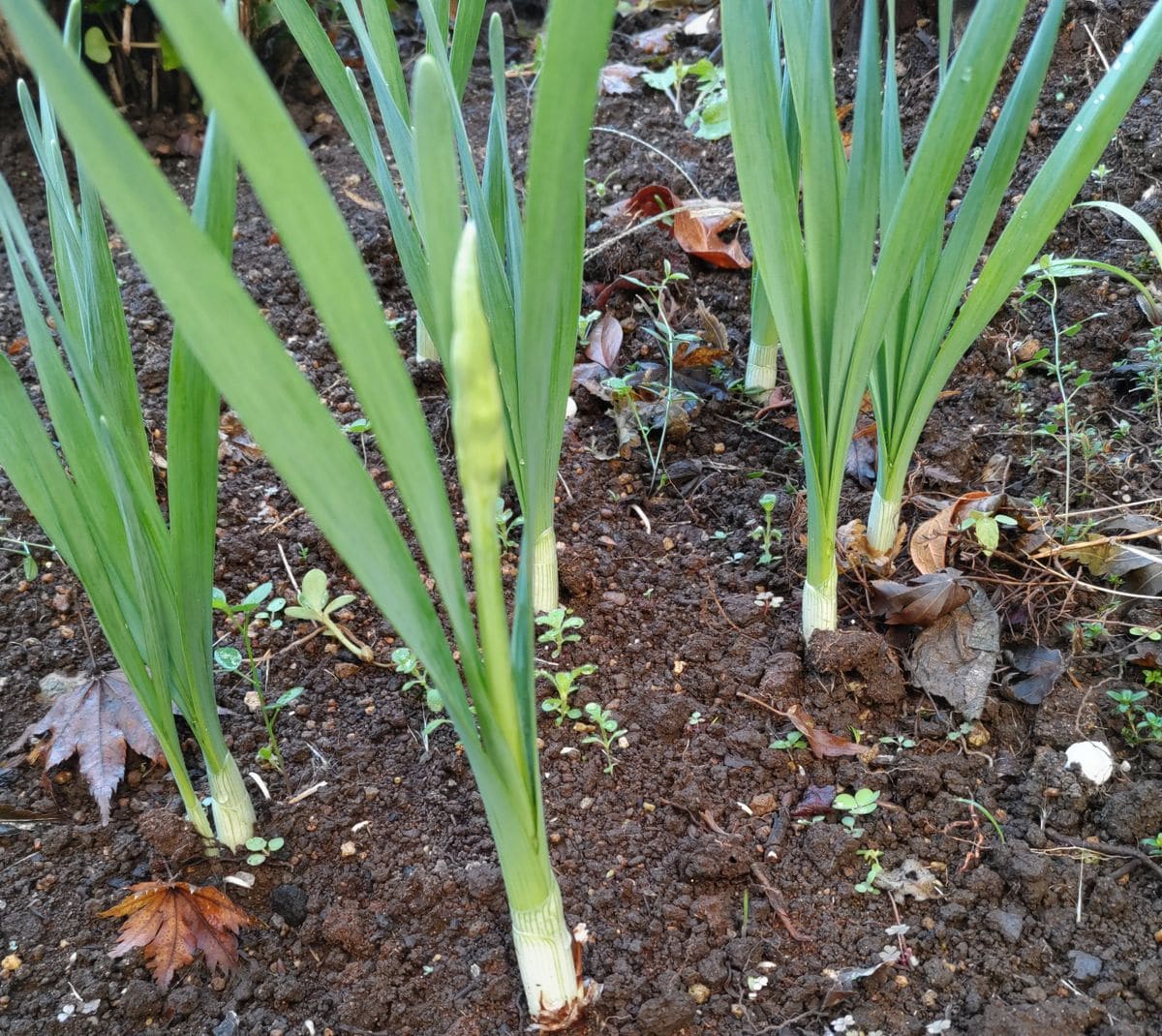 芽🌱と蕾