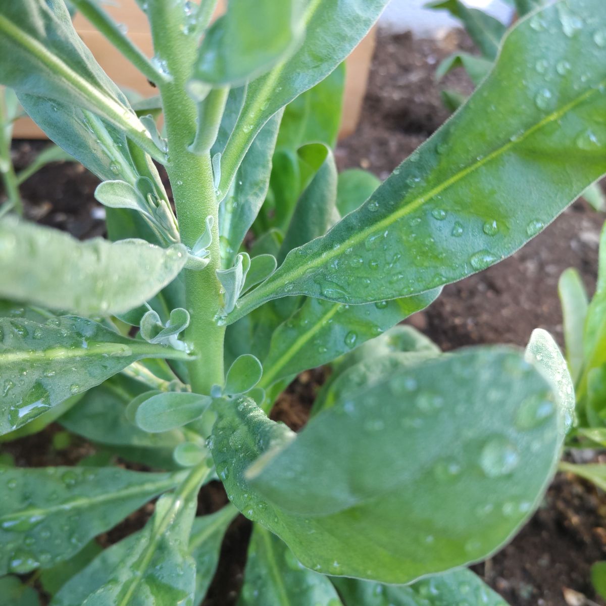 芽🌱と蕾