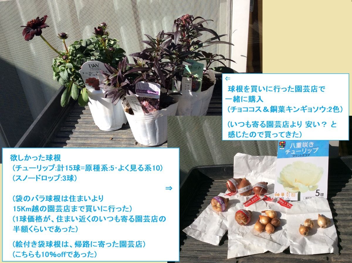 御礼＆最近の戦利品＆イチゴ問題*園芸日記_シュミ園