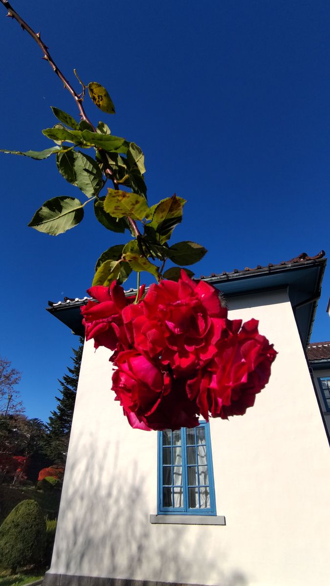 函館旧英国領事館の薔薇
