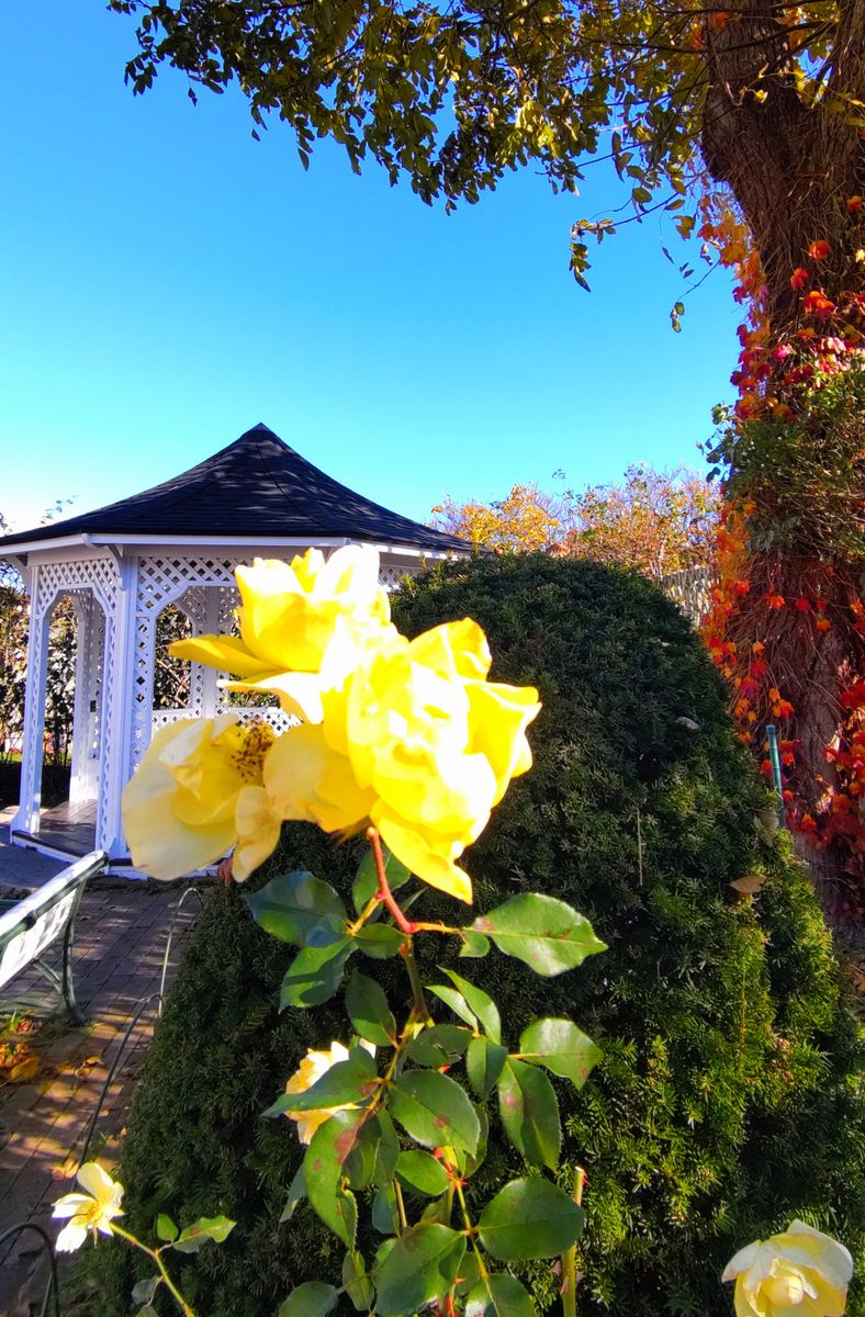 函館旧英国領事館の薔薇