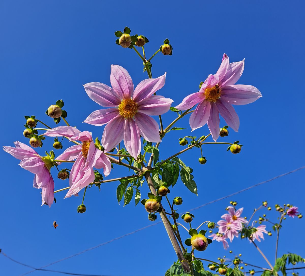 デジタルの話（小さく虫の写真あり）