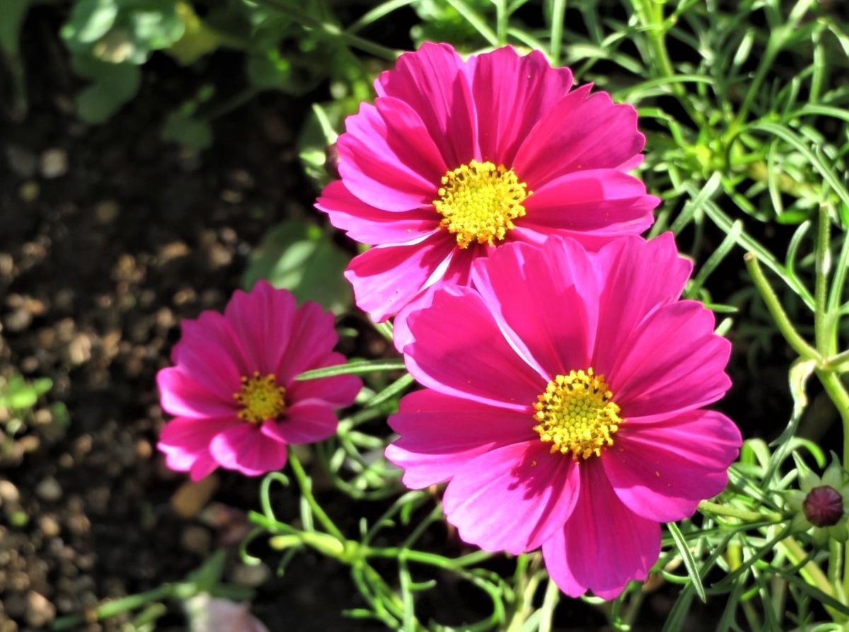 🌻今日の花たち🌻その184